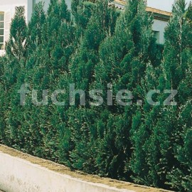 cypiek Lawsonv Alumii - Chamaecyparis lawsoniana Alumii