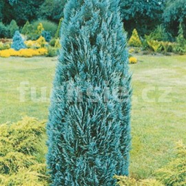 cypiek Lawsonv Blue Surprise - Chamaecyparis lawsoniana Blue Surprise