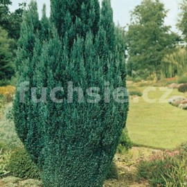 cypiek Lawsonv Blue Surprise - Chamaecyparis lawsoniana Blue Surprise