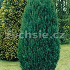 cypiek Lawsonv Blue Surprise - Chamaecyparis lawsoniana Blue Surprise