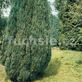 cypiek Lawsonv Blue Surprise - Chamaecyparis lawsoniana Blue Surprise