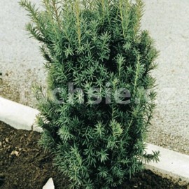 tis Hicksii - Taxus media Hicksii