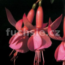 fuchsie Beacon Rosa - Fuchsia Beacon Rosa