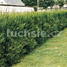 zerav obrovsk Excelsa - Thuja plicata Excelsa