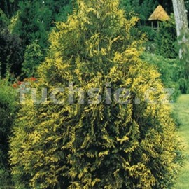 zerav obrovsk Excelsa - Thuja plicata Excelsa