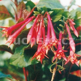 fuchsie Gartenmeister Bonsted - Fuchsia Gartenmeister Bonsted