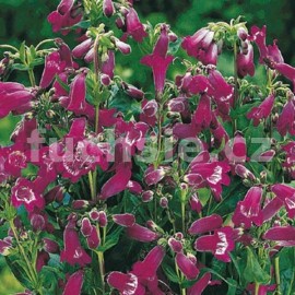 drak - Penstemon hartwegii