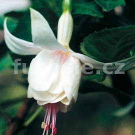 fuchsie Annabel - Fuchsia Annabel