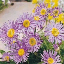 hvzdnice alpsk - Aster alpinus