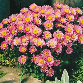 hvzdnice alpsk - Aster alpinus