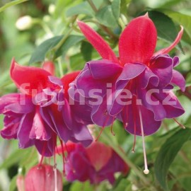 fuchsie Gillian - Fuchsia Gillian