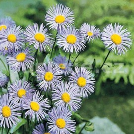 turan - Erigeron speciosus