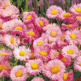 turan - Erigeron speciosus