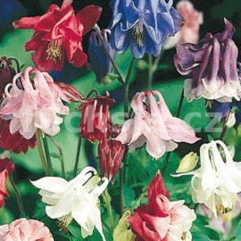 orlek zken Spring Magic Blue White - Aquilegia caerulea Spring Magic Blue White