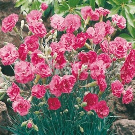 hvozdk - Dianthus  allwoodii