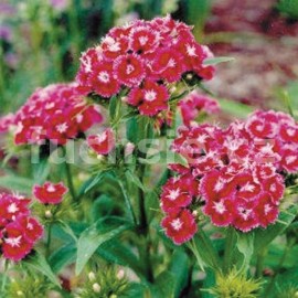 hvozdk - Dianthus  allwoodii