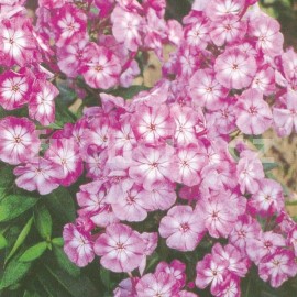 plamenka latnat Laura - Phlox paniculata Laura