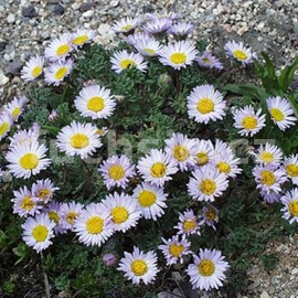 turan - Erigeron compositus