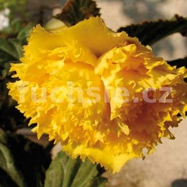 begnie hlznat velkokvt erven - Begonia  tuberhybrida velkokvt erven