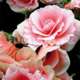 begnie hlznat velkokvt erven - Begonia  tuberhybrida velkokvt erven