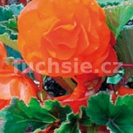 begnie hlznat velkokvt erven - Begonia  tuberhybrida velkokvt erven