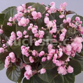 voskovka - Begonia cucullata