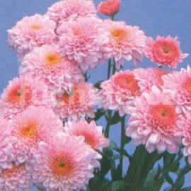 listopadka Bella Rosa - Chrysanthemum Bella Rosa