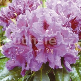 Pnink Azurro - Rhododendron Azurro