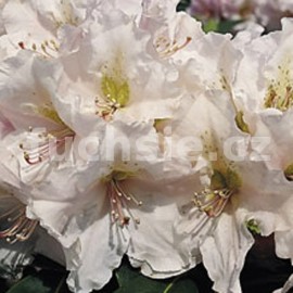 Pnink Eskimo - Rhododendron Eskimo