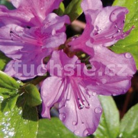 pnink japonsk Diamant Purpur - Rhododendron japonicum Diamant Purpur