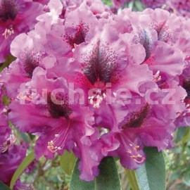 pnink japonsk Purple Splendor - Rhododendron japonicum Purple Splendor