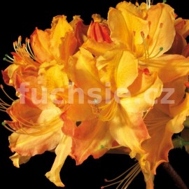 Pnink azalka - Knap Hill Golden Lights - Rhododendron - Azalea - Knap Hill Golden Lights