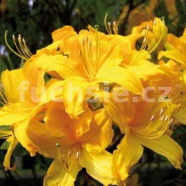 Pnink azalka - Knap Hill Golden Flare - Rhododendron - Azalea - Knap Hill Golden Flare