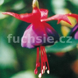 fuchsie Lord Byron - Fuchsia Lord Byron