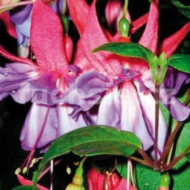 fuchsie Enchanted - Fuchsia Enchanted