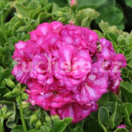 pelargonie Mexica Nealit - Pelargonium peltatum Mexica Nealit