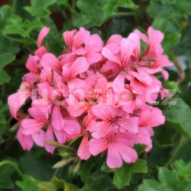 pelargonie Decora Rosa - Pelargonium peltatum Decora Rosa