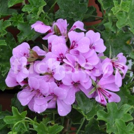 pelargonie Blizzard Blue - Pelargonium peltatum Blizzard Blue