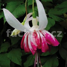 fuchsie Cirkus Spangels - Fuchsia Cirkus Spangels