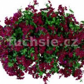 pelargonie Blizzard Dark Red - Pelargonium peltatum Blizzard Dark Red