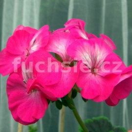 pelargonie pskat Flower Fairy Velvet - Pelargonium zonale Flower Fairy Velvet