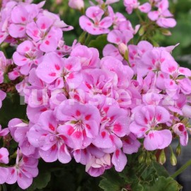 pelargonie pskat Flower Fairy Violet - Pelargonium zonale Flower Fairy Violet