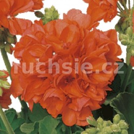 pelargonie pskat Shocking Orange - Pelargonium zonale Shocking Orange