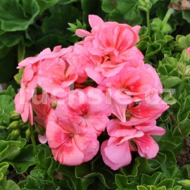 pelargonie pskat Mr. Wren - Pelargonium zonale Mr. Wren