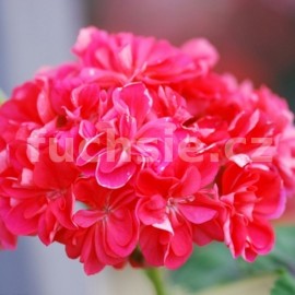 pelargonie pskat Langezan rose - Pelargonium zonale Langezan rose