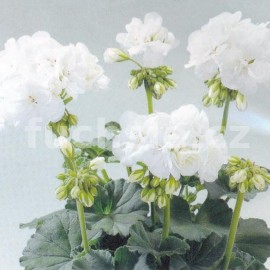 pelargonie pskat Blanca - Pelargonium zonale Blanca