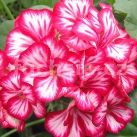 pelargonie Happy Face Mex - Pelargonium peltatum Happy Face Mex