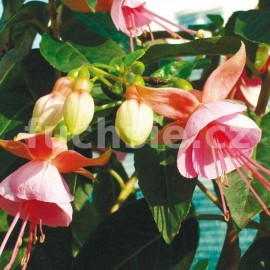 fuchsie Albertina - Fuchsia Albertina