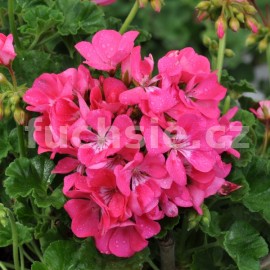 pelargonie pskat Shocking  Pink - Pelargonium zonale Shocking  Pink