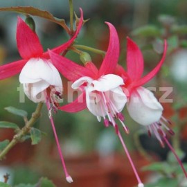 fuchsie Alice Hoffman - Fuchsia Alice Hoffman